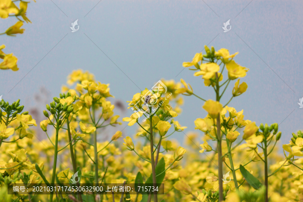 油菜花和蜜蜂