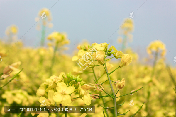 油菜花