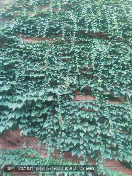 爬山虎