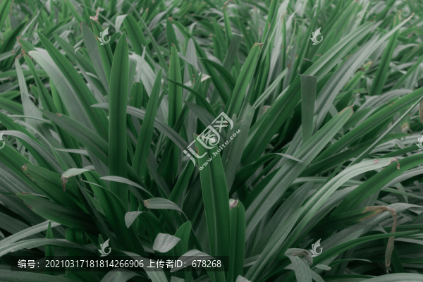 朱頂紅