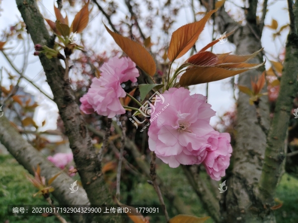 櫻花