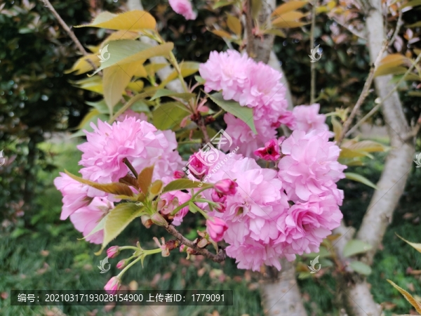 櫻花