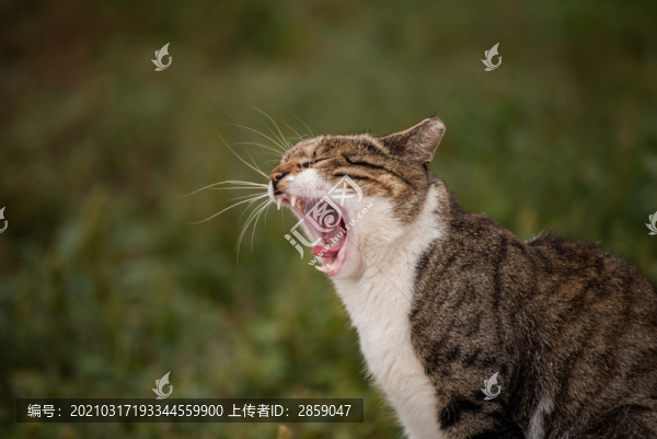貓