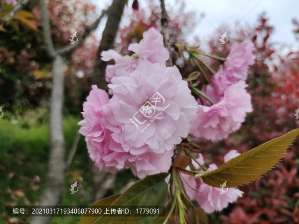 櫻花