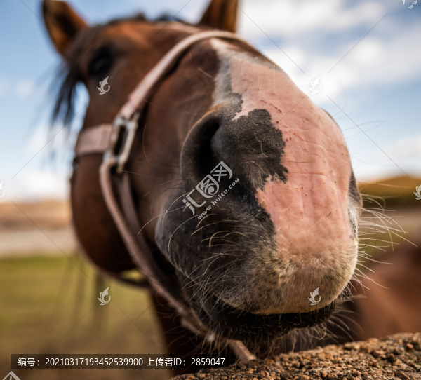 駿馬