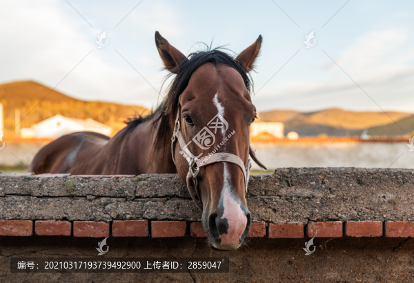 駿馬