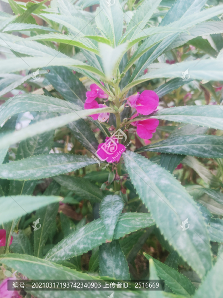 鳳仙花
