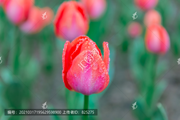 郁金香