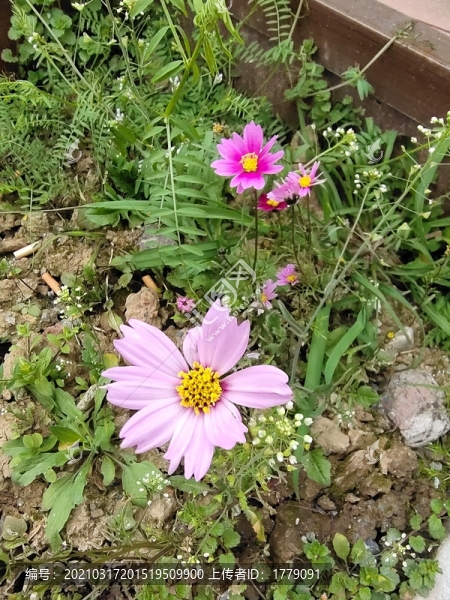 格桑花