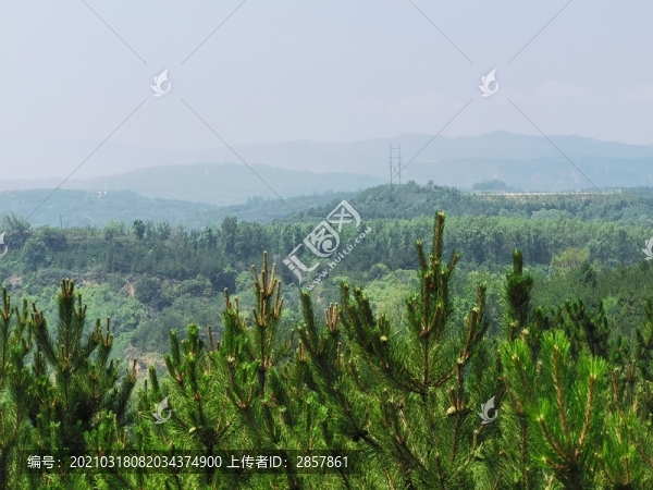 山中松樹林
