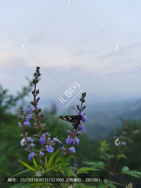 荊芥和蝴蝶