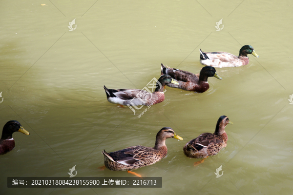 沈陽(yáng)鳥(niǎo)島