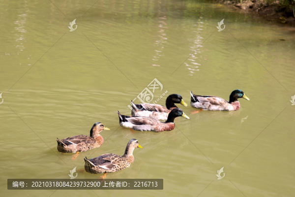 沈陽(yáng)鳥(niǎo)島