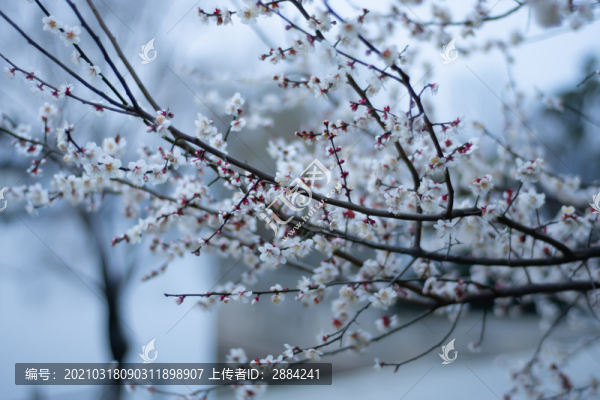 梅花