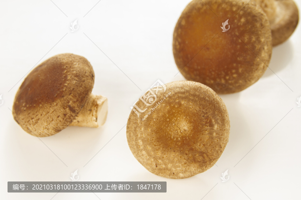 香菇