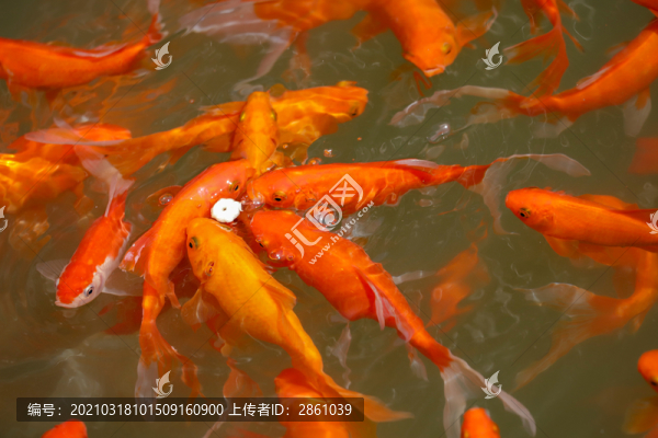 金魚