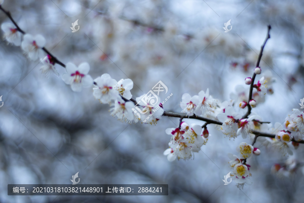 梅花