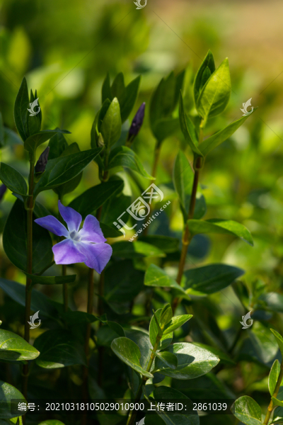 蔓長春花