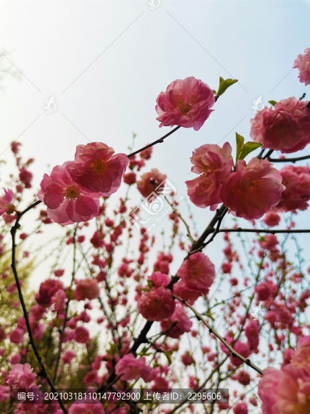 榆葉梅