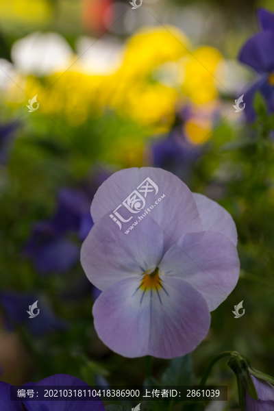 蝴蝶花