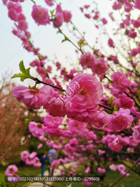 榆葉梅