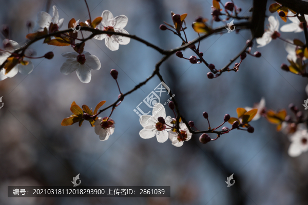 紅葉李花