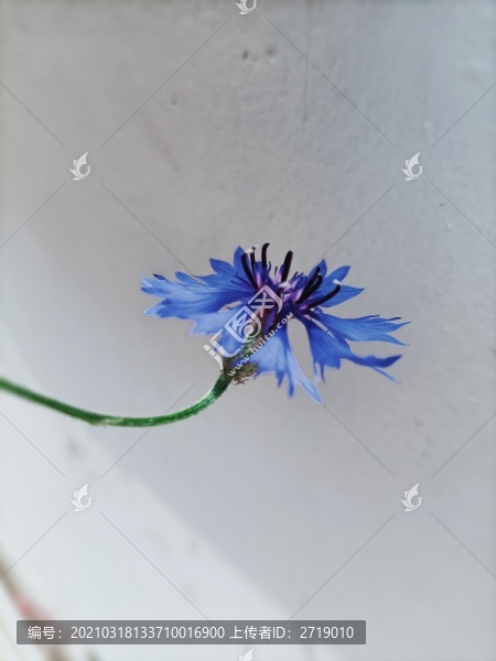 藍花矢車菊