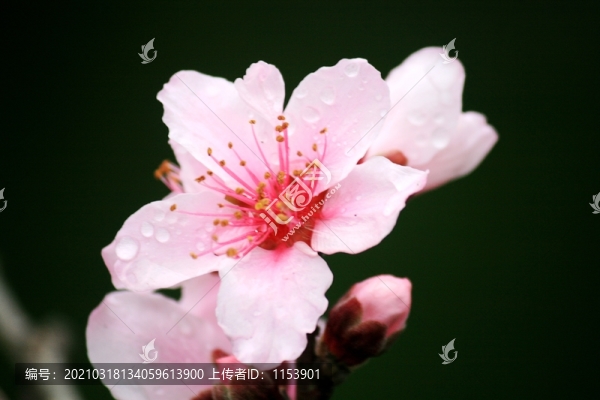 桃花特寫
