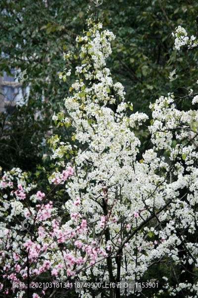 梨樹開花