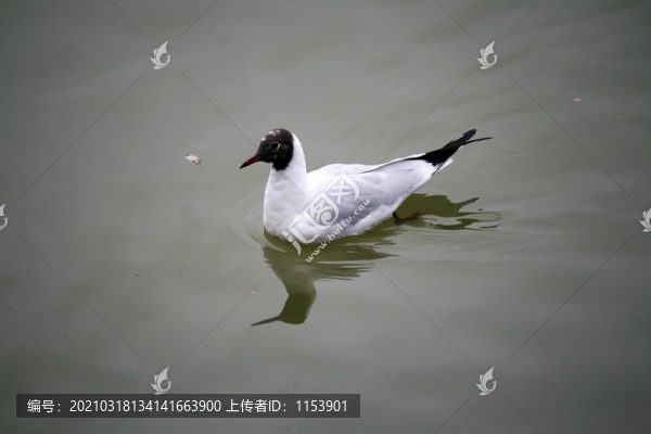 黑嘴鷗