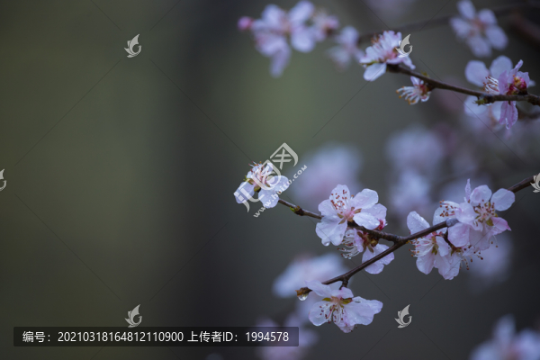 春桃