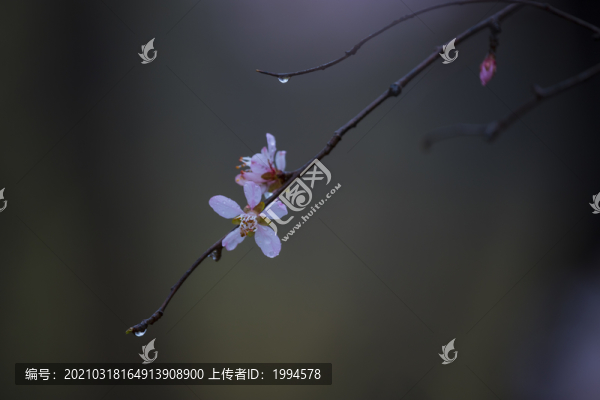 春桃