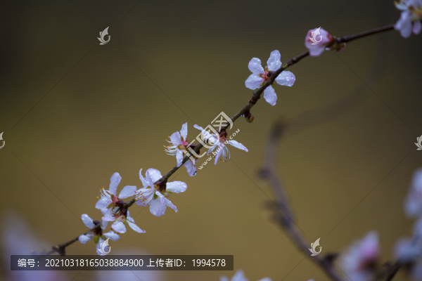 春暖花開(kāi)