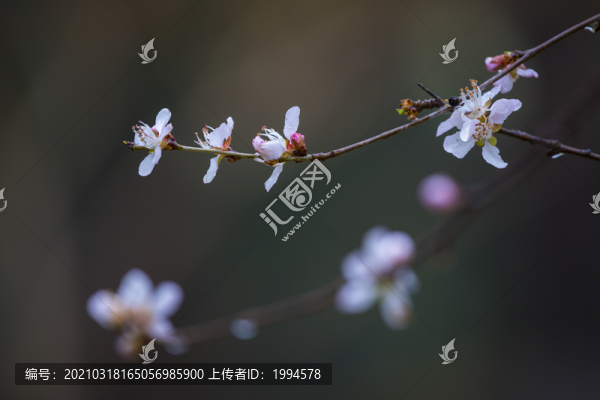 春暖花開