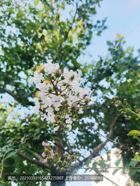 白色紫薇花
