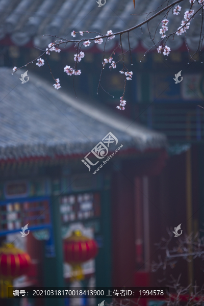 春桃
