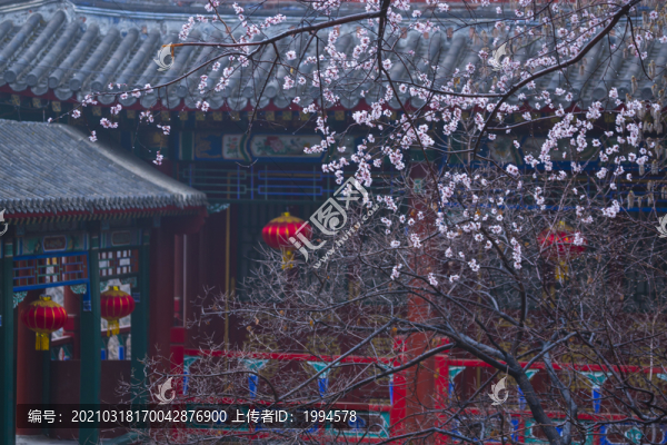 桃花開