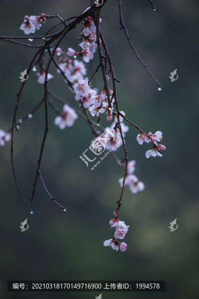 桃花開