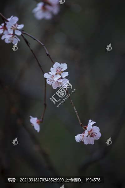 春桃