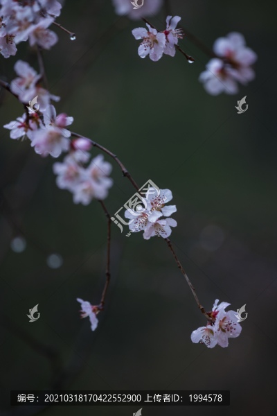 春桃