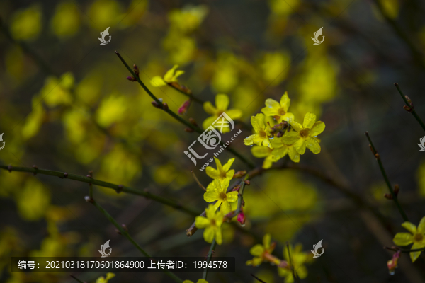 迎春花