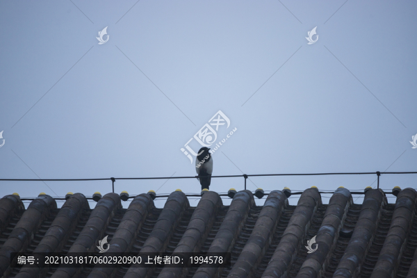 喜鵲