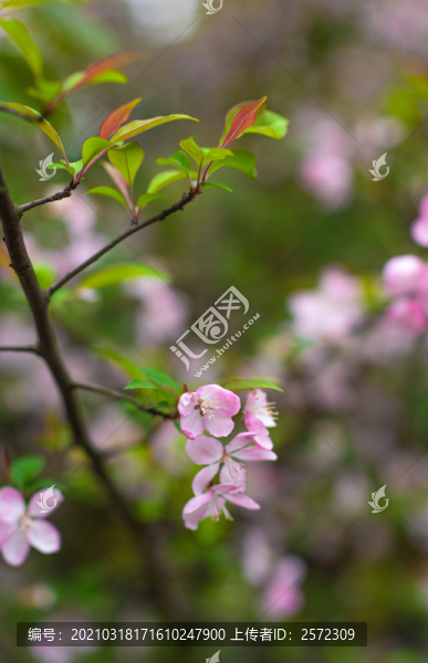 櫻花盛開