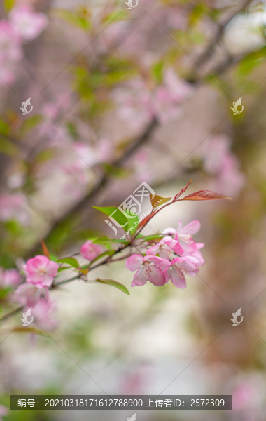 櫻花盛開