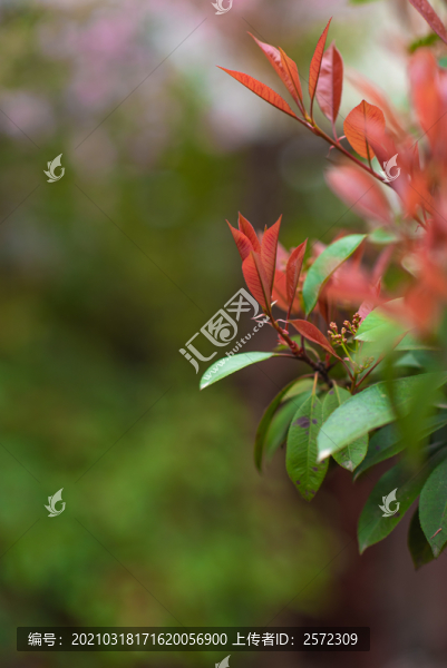 櫻花盛開