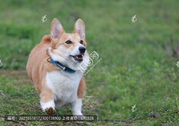 柯基