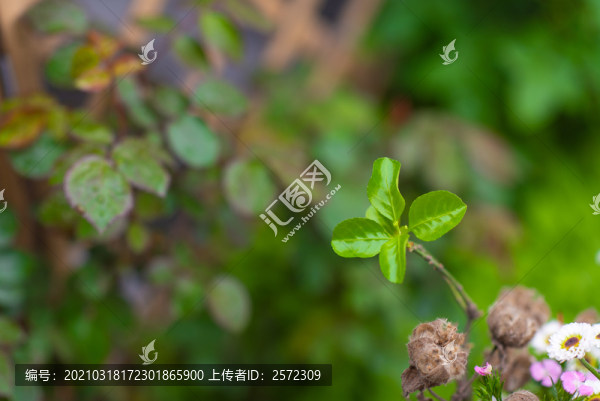 中式插花