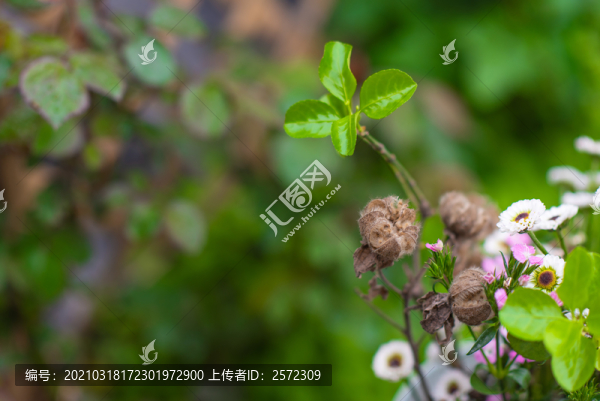 中式插花
