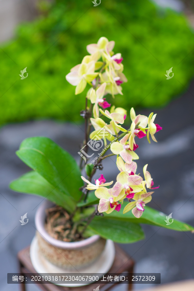 中式插花