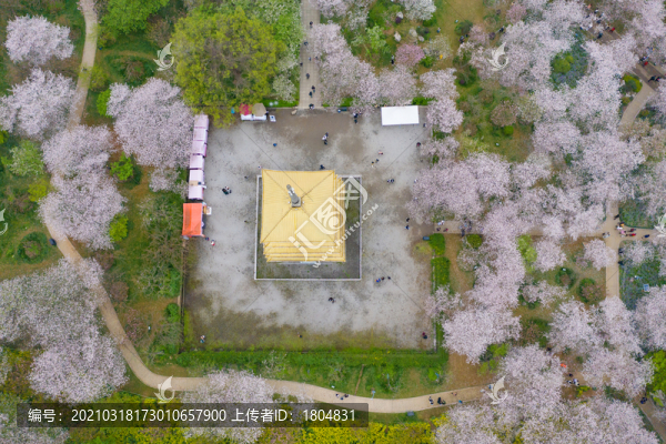 武漢東湖櫻花